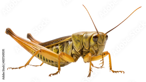 PNG Grasshopper insect animal invertebrate.