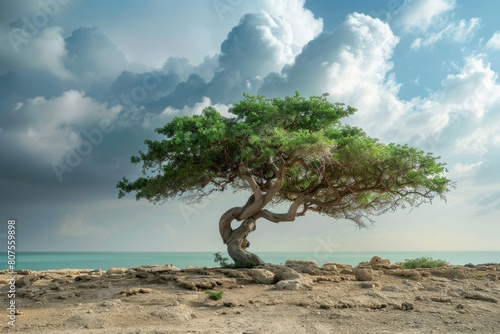 Exploring the Aromatic Trees in the Middle East - A Healing Adventure