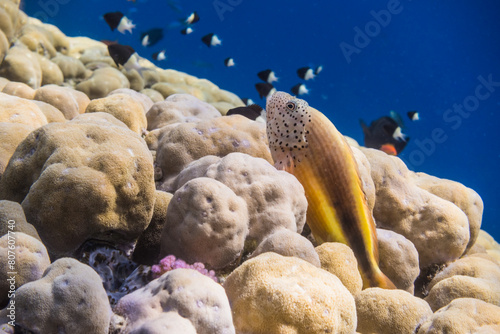 freckled hawkfish lying on corals with little black white fishes behind in water