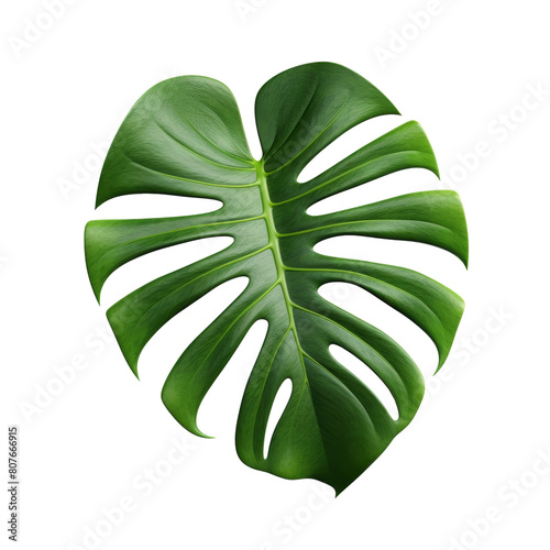 The image shows a large, heart-shaped leaf of a tropical plant with holes in it. Isolated on transparent background.
