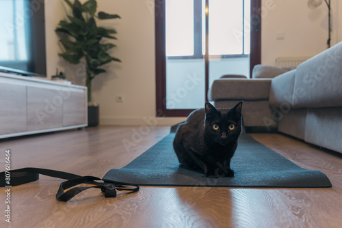 Playful Yoga Partner. Small black cat disrupts owner's online yoga, mindfulness, or stretching session with a playful gaze, in a modern home setting.