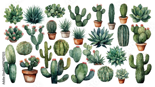 watercolor collection of green potted cactus plants and succulents on white background