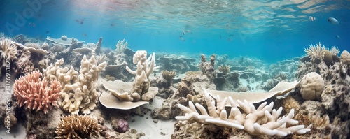 Underwater bleached coral reef with many kinds of coral and fish