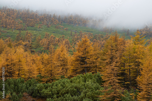 Beautiful autumn landscape. View of the autumn larch forest in the mountains. Larch trees with yellow crowns and thickets of evergreen dwarf pine on the mountain slope. Low cloud cover. Foggy weather.