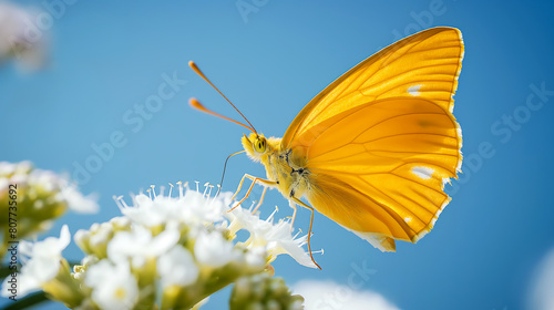 A beautiful butterfly perched on a flower in the garden on sunny day, Monarch butterfly (Danaus plexippus) on flower