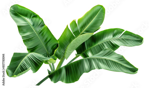 Fresh, lush green banana leaves, cut out