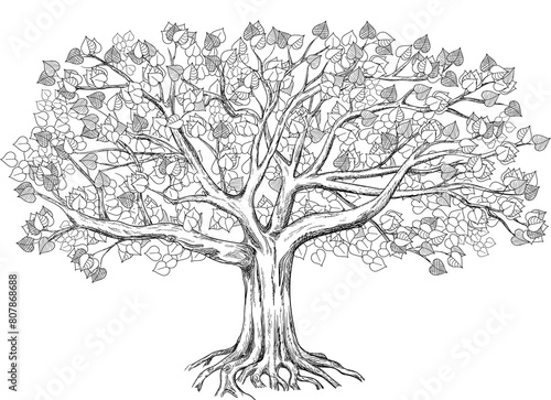 Hand drawn Linden with a large crown. Big illustration can be used for design like genealogical family tree. 
