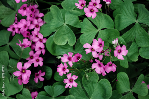 Pink Sorrel, Windowbox woodsorrel, Jointed woodsorrel ornamental plant purple flowers, close-up