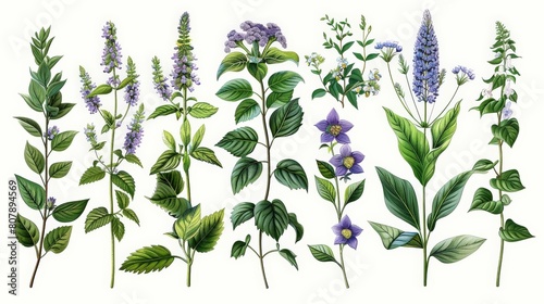 botanical illustration of poisonous plants featuring purple and blue flowers, green leaves, and stems