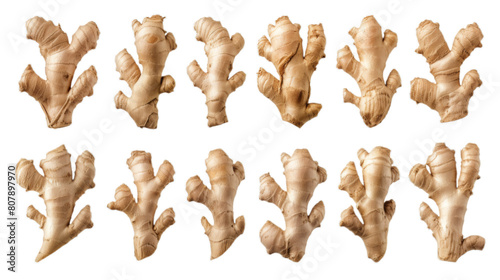 Set of fresh ginger root and rhizome isolated on transparent background