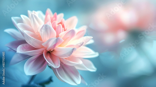 Vibrant dahlia in bloom with gradient pink to white petals