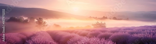 Sunrise unfurls over a misty lavender field on gentle hills, awakening the land, Sharpen banner template with copy space on center