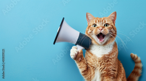 拡声器で叫ぶ猫の背景写真
