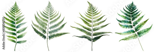 Set of watercolor fern leaf, isolated on transparent background