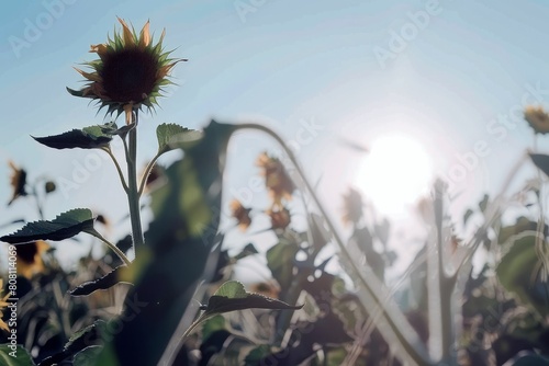 Field of sunflowers swaying gently in the breeze, their bright yellow petals turned towards the sun