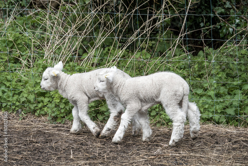 close up portrait of two young white lambs