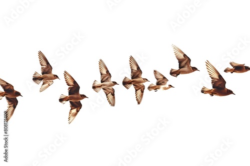 Flock of migratory birds Flying in flocks, various species, white background.Generative AI
