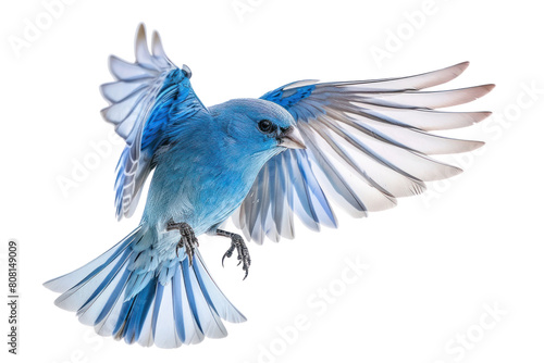 PNG A photo of blue Finche flying bluebird animal jay.