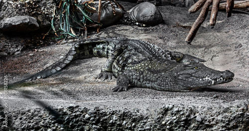 Nile crocodile on the ground in its enclosure. Latin name - Crocodylus niloticus 
