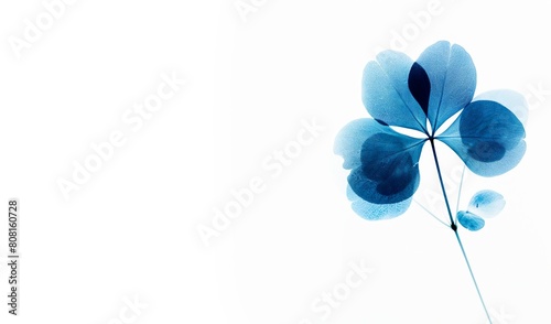 Minimalist blue floral background, single flower, in the style of xray. wedding or condolence card or banner large copy space for text, 