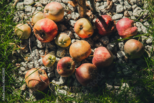 Świeżo zerwane jabłka leżące na trawie