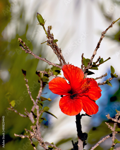 Kwitnący czerwony hibiskus