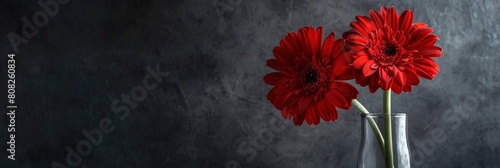 Two red gerbera daisies in a glass vase, on a dark grey background
