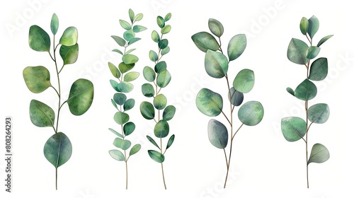 Collection of watercolor eucalyptus branches isolated on white background. Botanical illustration for design and print