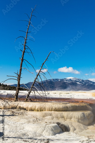 Dead trees on the geothermal land on a sunny day in Yellowstone National Park.