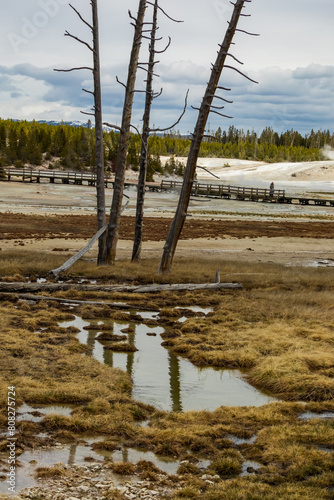 A view of burnt trees in a geothermal geyser park with a boardwalk in behind.