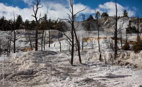 A view of the dead trees amongst geothermal ground in Yellowstone National Park.