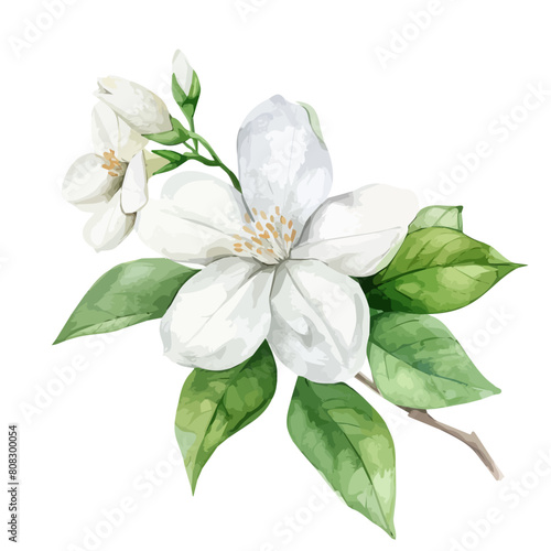Watercolor drawing clipart of jasmine flower, isolated on a white background, Illustration painting, jasmine vector, drawing, design art, clipart image, Graphic logo