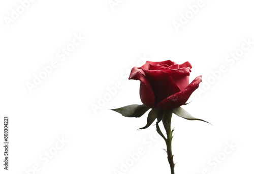 A single red rose flower petal blackthorn close up isolated on transparent background