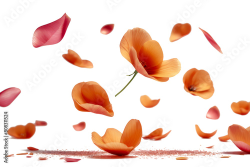 orange petals flying floating isolated on white or transparent background 