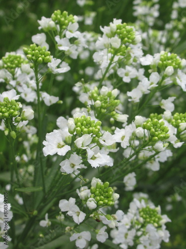 Zbliżenie na białe kwiaty chrzanu