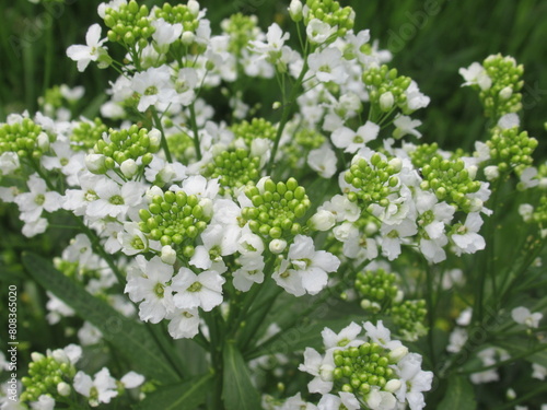 Zbliżenie na białe kwiaty chrzanu