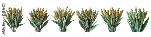 Set of a precise analog photograph of green wheat on a transparent background