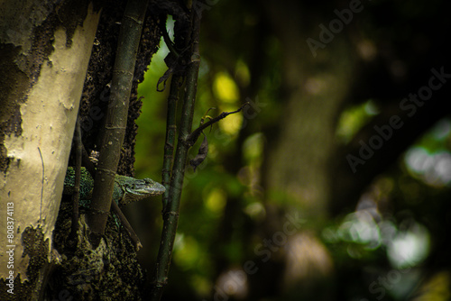 iguana oculta