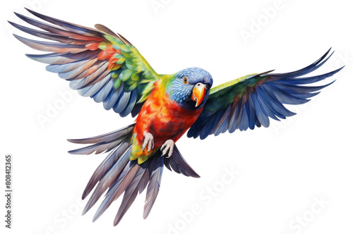 PNG Cute chunky rainbow lorikeet flying bird parrot animal.