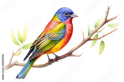 PNG Painted bunting bird drawing animal.