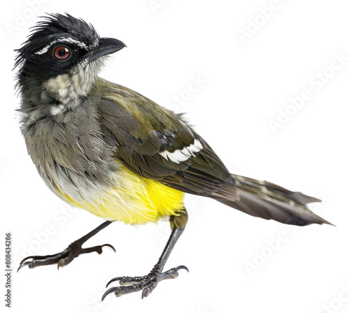 PNG Bulbul animal canary finch.