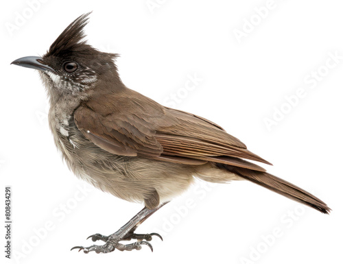PNG Bulbul animal anthus finch.