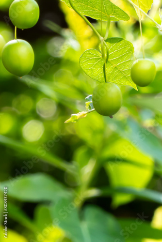 小さく丸い実が並ぶユニークなスズメウリを公園で見つけた 滋賀県野洲市近江富士花緑公園