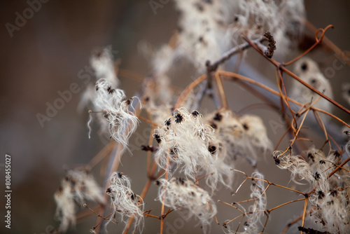 Devil's darning needles (clematis virginiana) in the wintertime.