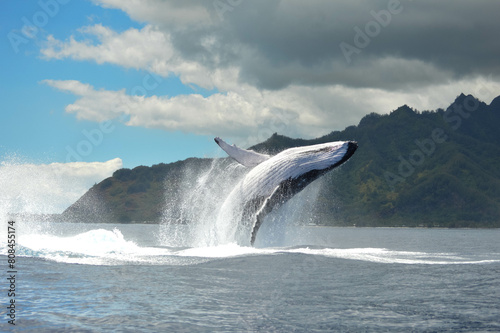 Frolicking Humpback Whale