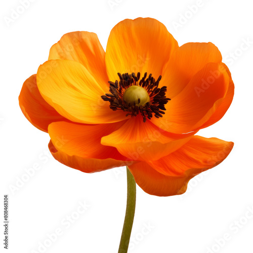 A Globe-flower orange flower isolated on white background