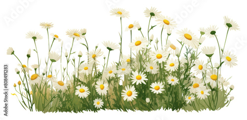 PNG Wild herb meadow with flowering chamomile herbs plant daisy.