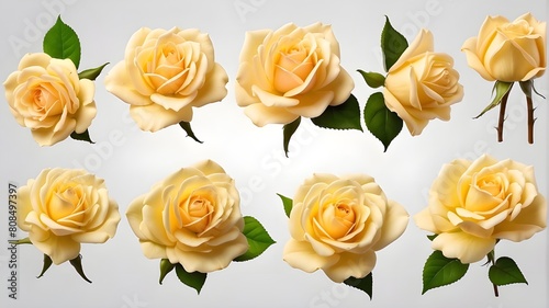 yellow roses, A yellow-petalled rose bloom viewed from the top and side. Transparent PNG background that is isolated. different perspectives. The fantasy blossomed. present for Valentine's Day. Mother