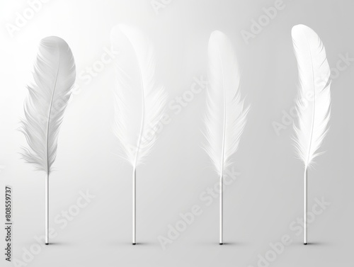 Four white feathers are shown in a row, with the first feather being the tallest and the fourth feather being the shortest. The feathers are all pointing in the same direction