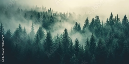 Nostalgic Serenity: Journeying Through Misty Landscapes with a Vintage Fir Forest